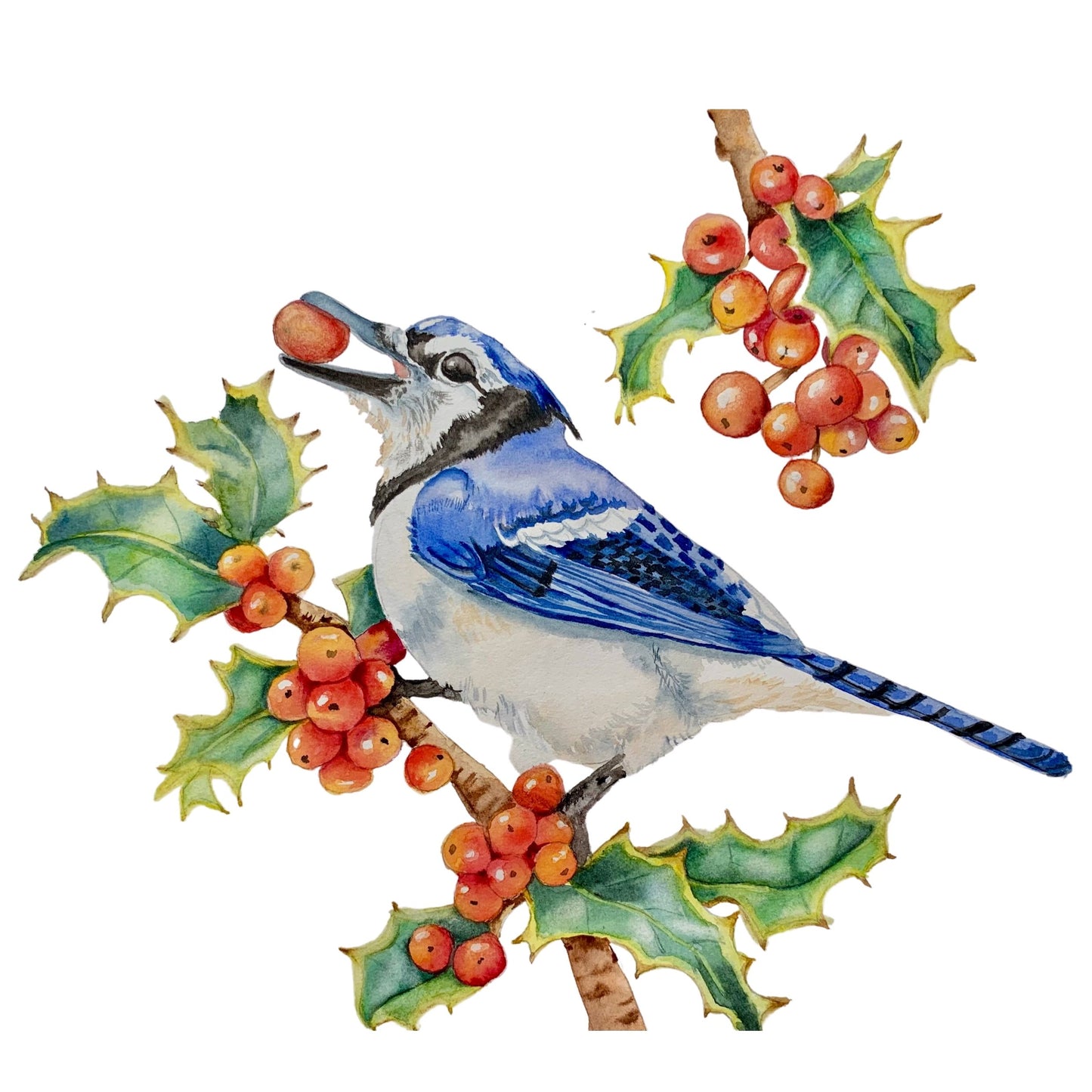 Christmas Jay Art Print
